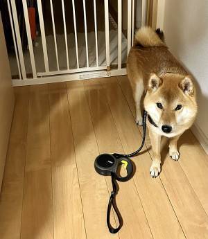 柴犬の散歩に行こうとした飼い主　玄関を出てハッとした理由に「爆笑した」「なんでや！」