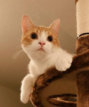 『ニャルソック』を始めた猫　勤務２日目の姿が？「吹いた」「これは許す」