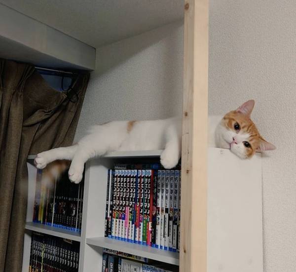 『ニャルソック』を始めた猫　勤務２日目の姿が？「吹いた」「これは許す」