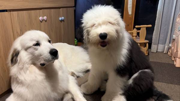 「弟、デカくない？」　妹と並んだ写真に「何倍！？」「コストコのぬいぐるみか」