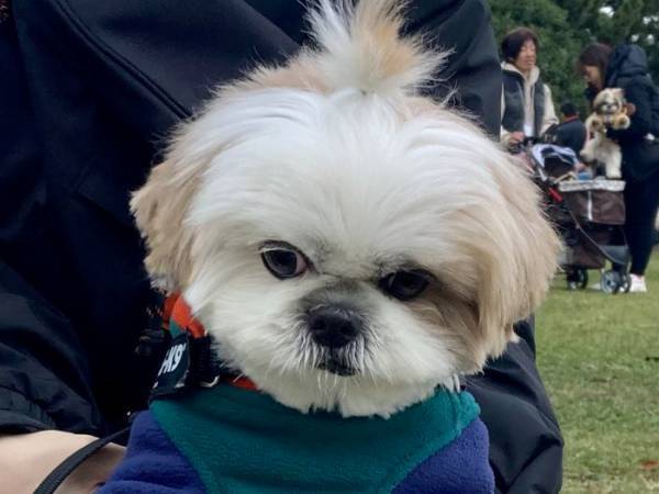 犬「こんなところに連れてきやがって…」　表情に「露骨かよ！」「最高の１枚」