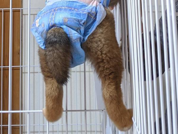 家にやって来た初日の柴犬　あるものを見ると…「破壊力がやばい」「最高の１枚」