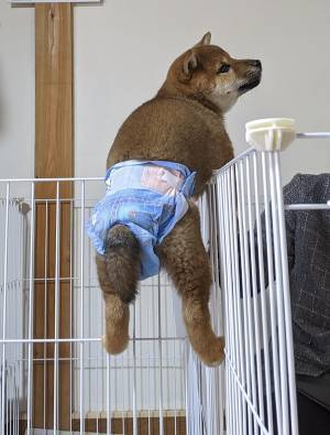 家にやって来た初日の柴犬　あるものを見ると…「破壊力がやばい」「最高の１枚」