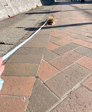 散歩デビューしたポメラニアン　通りすがりの人からいわれた『ひと言』が？