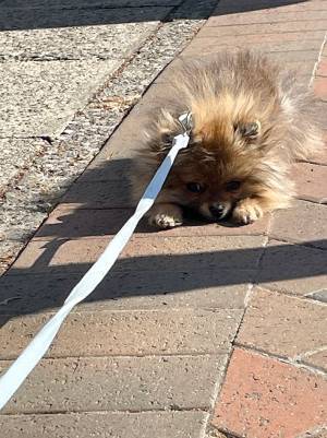 散歩デビューしたポメラニアン　通りすがりの人からいわれた『ひと言』が？