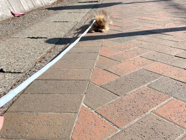 散歩デビューしたポメラニアン　通りすがりの人からいわれた『ひと言』が？