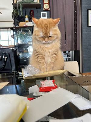 スマホの保護フィルムを貼ろうとした男性　目の前の光景に、ヒヤリ　「これはあかーん！」