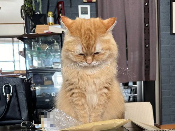 スマホの保護フィルムを貼ろうとした男性　目の前の光景に、ヒヤリ　「これはあかーん！」