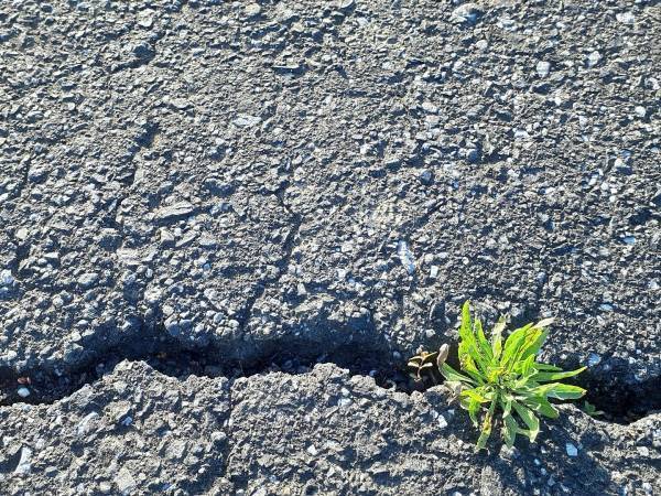 コンクリートの隙間から生える頑固な雑草はコレで除去！　女性でも楽に使える「雑草ブラシ」とは？