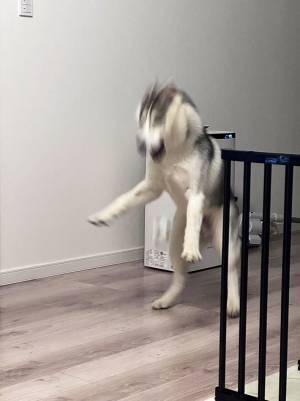 エリザベスカラーを巻いていたハスキー　外された後の反応に、吹き出す！