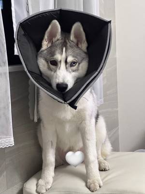 エリザベスカラーを巻いていたハスキー　外された後の反応に、吹き出す！