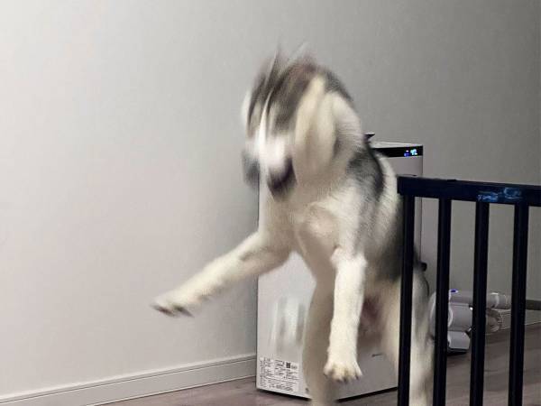 エリザベスカラーを巻いていたハスキー　外された後の反応に、吹き出す！