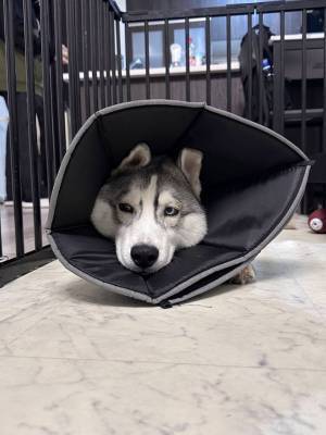 エリザベスカラーを巻いていたハスキー　外された後の反応に、吹き出す！