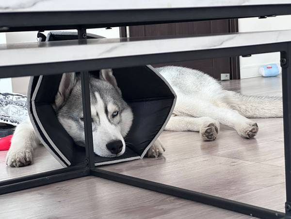 エリザベスカラーを巻いていたハスキー　外された後の反応に、吹き出す！