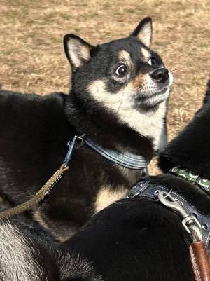 「ど、どうした…！？」　イベントに参加していた柴犬の表情に「笑った」「何回見てもいい！」