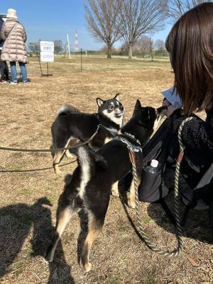 「ど、どうした…！？」　イベントに参加していた柴犬の表情に「笑った」「何回見てもいい！」