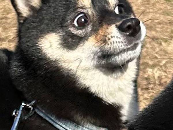 「ど、どうした…！？」　イベントに参加していた柴犬の表情に「笑った」「何回見てもいい！」