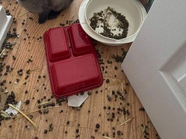 「人間が嫌いになる」　住人が退去した１か月後　空き家で見つかったのは…