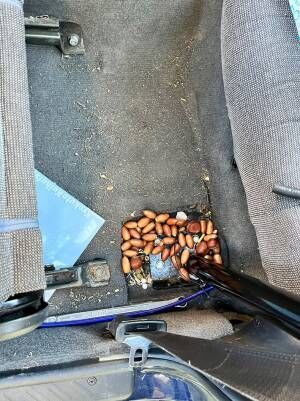 車に木の実が散らばる写真