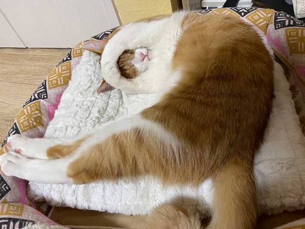 「何この寝相」　飼い主が悶絶した姿に「信じられない…」「かわいすぎて笑った」