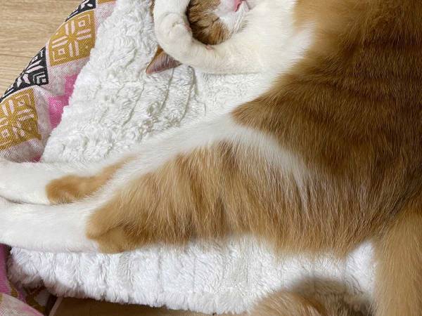 「何この寝相」　飼い主が悶絶した姿に「信じられない…」「かわいすぎて笑った」
