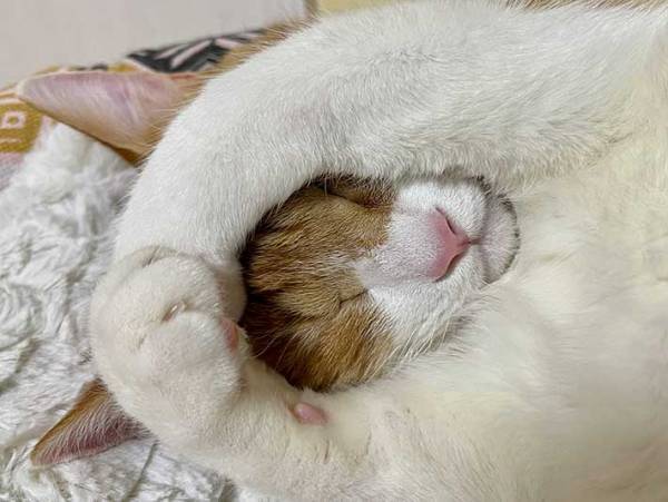 「何この寝相」　飼い主が悶絶した姿に「信じられない…」「かわいすぎて笑った」