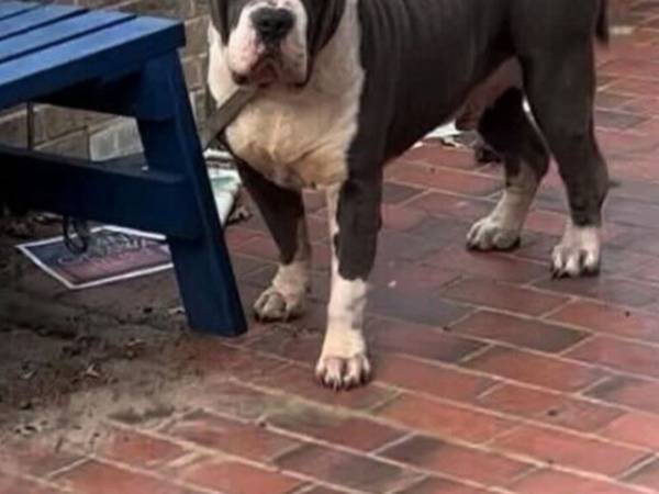 捨てた飼い主は後悔？　公園に繋がれていた大型犬に里親希望者が殺到