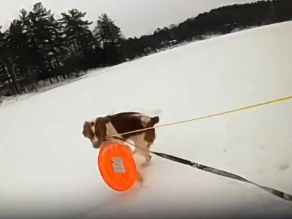 愛犬のお手柄！　凍った湖に落ちた男性の救助劇に感動の声　「鳥肌が立った」