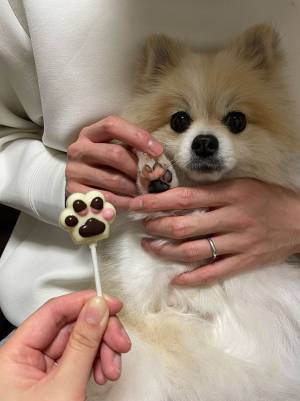 飼い主「とっても楽しかった…」　バレンタインの行動に、ポメがドン引き！