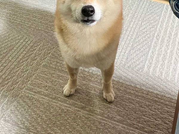 「おしまい」が嫌いな柴犬　いわれた時の表情が？　「笑った」「そんな顔しないで～」