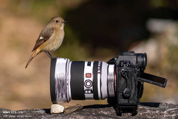 「カメラの腕前を認められた」　野鳥を収めた『自分史上最高』の１枚がコチラ！