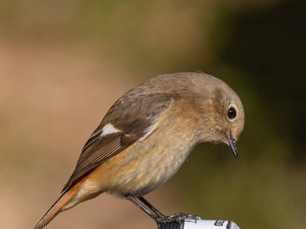 「カメラの腕前を認められた」　野鳥を収めた『自分史上最高』の１枚がコチラ！