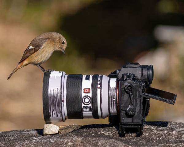 「カメラの腕前を認められた」　野鳥を収めた『自分史上最高』の１枚がコチラ！