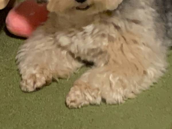 突然動くペットカメラが怖い犬　ある日とった行動に「泣ける」「最高かよ」