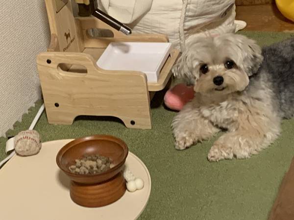 突然動くペットカメラが怖い犬　ある日とった行動に「泣ける」「最高かよ」