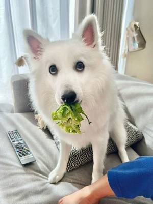 「頂いてもいいんですか！？」　バレンタインの愛犬の表情が「喜びで縦に伸びて…」