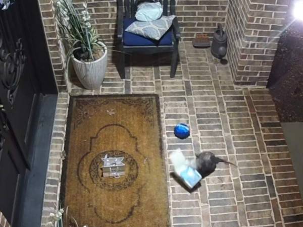 置き配のクッキーが盗まれた！　カメラに映っていた『容疑者』の姿に爆笑