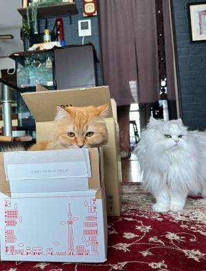 ダンボールを捨てようとしたら？　たじろいだ理由に「目で語ってる」「これは無理」