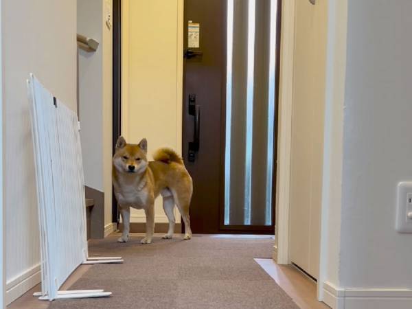早く散歩に行きたい柴犬　催促の方法に「吹き出した」「完璧！」