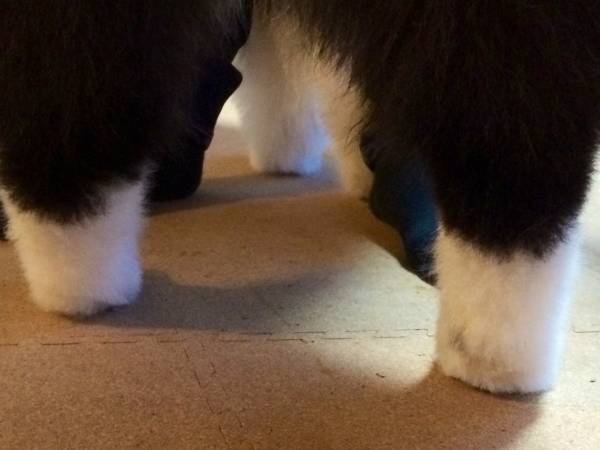 「信じられないと思うけど、これ…」　正体に「最高か」「ウソだろ…」