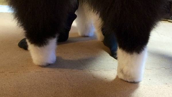 「信じられないと思うけど、これ…」　正体に「最高か」「ウソだろ…」