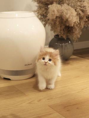 面影なんてないニャ！　成長した姿に「強そう」「幸せも１０倍」