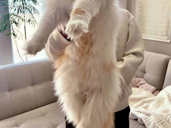 面影なんてないニャ！　成長した姿に「強そう」「幸せも１０倍」