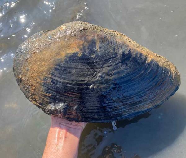 「規格外だろ」　潮干狩りをする男性　見つけたものに「ギョッとした」