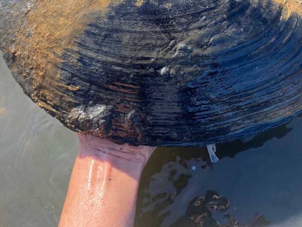 「規格外だろ」　潮干狩りをする男性　見つけたものに「ギョッとした」