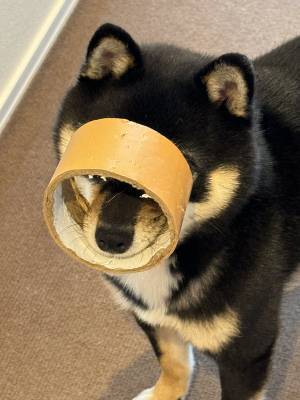 慌ただしい引っ越し当日　柴犬の姿を見ると…「これは笑う」「最高の一発芸」