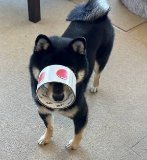 慌ただしい引っ越し当日　柴犬の姿を見ると…「これは笑う」「最高の一発芸」