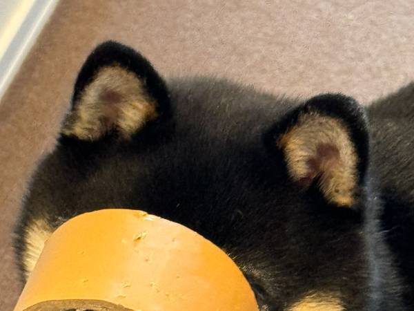 慌ただしい引っ越し当日　柴犬の姿を見ると…「これは笑う」「最高の一発芸」