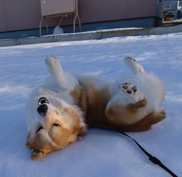 雪が好きすぎるコーギー　見せた姿に「完全に一致」「表情に吹いた」