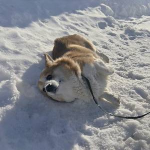 雪が好きすぎるコーギー　見せた姿に「完全に一致」「表情に吹いた」